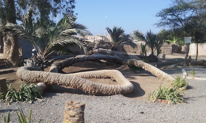 7 Headed Palm Tree Cachiche Peru