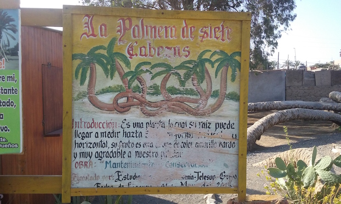 7 Headed Palm Tree Cachiche Peru