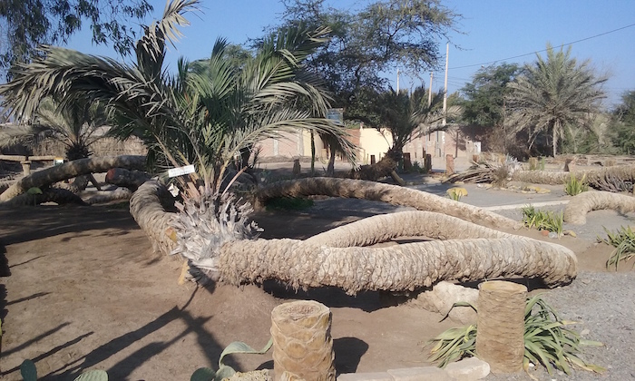 7 Headed Palm Tree Cachiche Peru