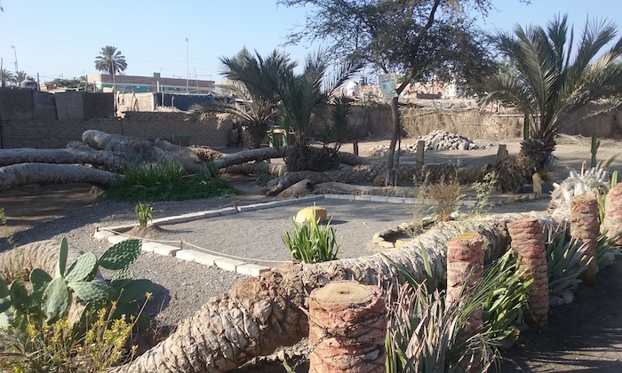 7 Headed Palm Tree Cachiche Peru