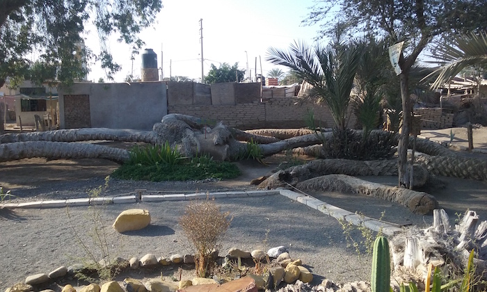 7 Headed Palm Tree Cachiche Peru